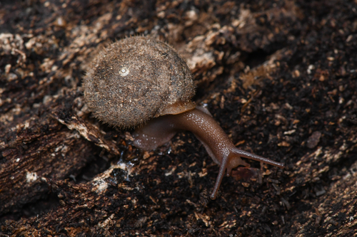 Reeves Canyon Hesperian Snail