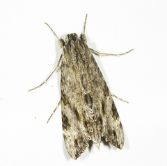 Erinnyis oenotrus