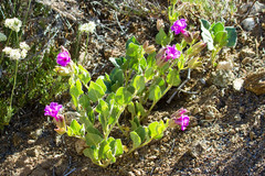 Mirabilis multiflora pubescens