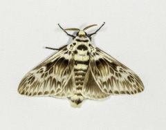 Podalia orsilochus image