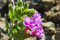 Mirabilis multiflora pubescens