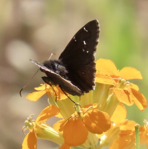 Northern Cloudywing photo 5