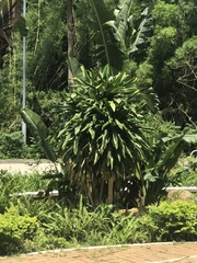 Dracaena fragrans