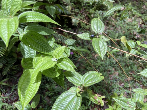 Miconia crenata observed 2024-04-22