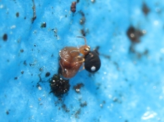 Sminthurinus quadrimaculatus