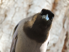 Cyanocorax cyanomelas