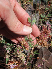 Lupinus pachylobus
