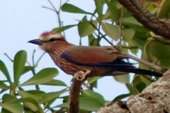 Coracias naevius