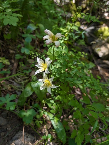 California fawnlily (Erythronium californicum)