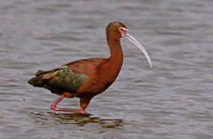 White-Faced Ibis photo 1