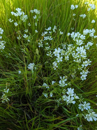 Sebastopol meadowfoam (Limnanthes vinculans)