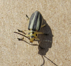 Trirhabda bacharidis