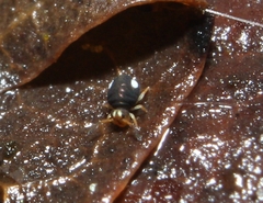 Sminthurinus quadrimaculatus