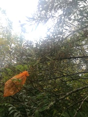 Tessaria integrifolia