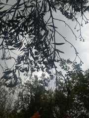 Tessaria integrifolia