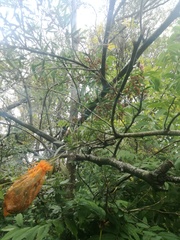 Tessaria integrifolia