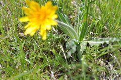 Nothocalais troximoides