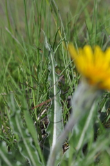 Nothocalais troximoides