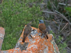 Cape Rock Thrush photo 3