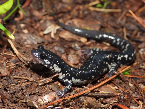 Sequoyah Slimy Salamander