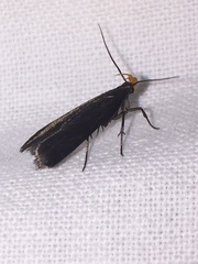 Dichomeris purpureofusca