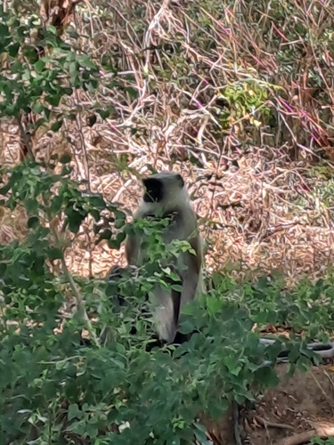 Langur común (Semnopithecus entellus)
