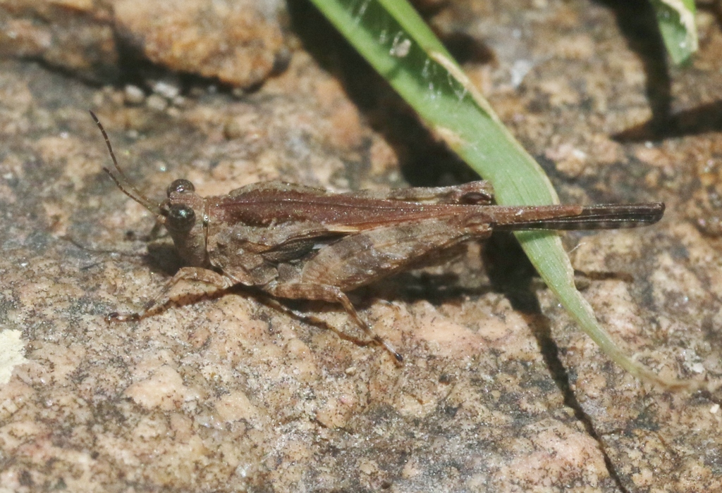 Paratettix scaber