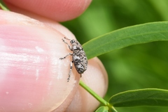 Colecerus marmoratus