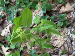 Prosartes lanuginosa