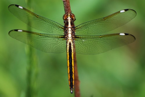 Spangled Skimmer photo 3