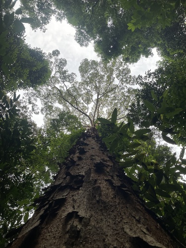 Dipterocarpus verrucosus observed 2024-04-20