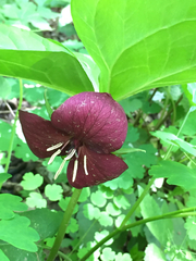 Trillium vaseyi