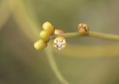 Cassytha paniculata