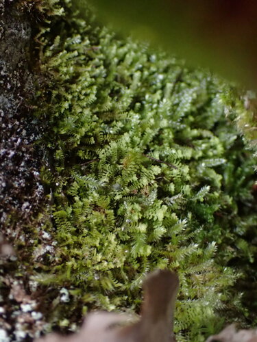 Image of Diplophyllum taxifolium by no rights reserved