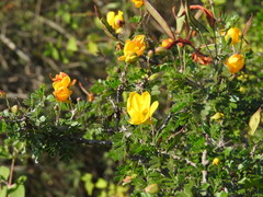 Chamaecrista greggii