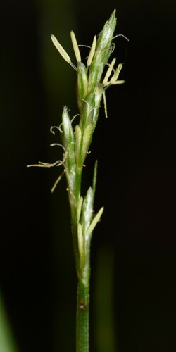Short-scale Sedge
