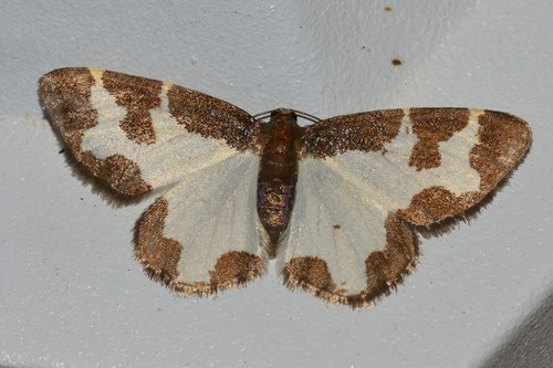 Lomaspilis marginata