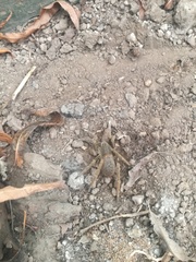 Ancylometes concolor
