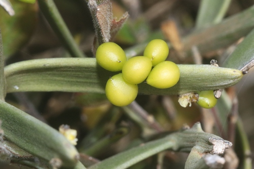 Cocculus balfourii