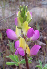 Lupinus stiversii