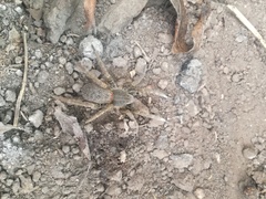Ancylometes concolor