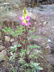 Lupinus stiversii