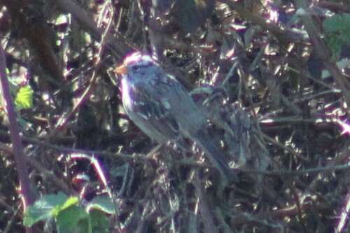 Gambel's White-crowned Sparrow photographed in Oregon