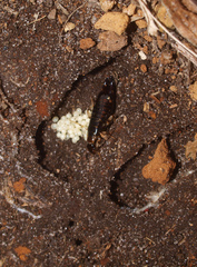 Anisolabis littorea