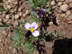 Viola beckwithii