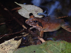 Zhenhai Brown Frog photo 1