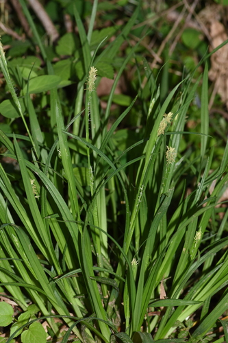 Image of Carex hendersonii by (c) Gabriel Campbell-Martinez, some rights reserved (CC BY)