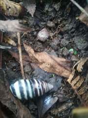 Drymaeus nigrofasciatus