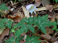Anemone nikoensis