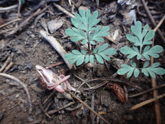 Dicentra uniflora